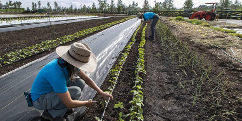 Loxahatchee farm earns key certification; on track for first harvest