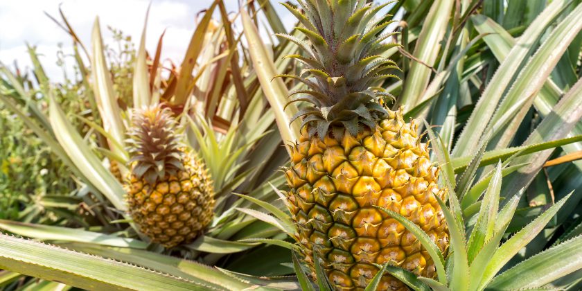 Pineapple Plant Guide: Everything You Need To Know To Grow The Tropical Fruit At Home